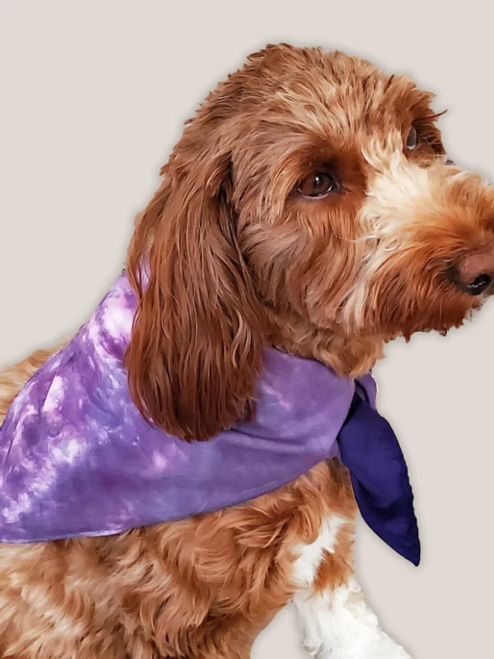 NEW Sanddune Sunset Tie Dye Dog Bandana | Hand Dyed Triangle Purple Pet Scarf
